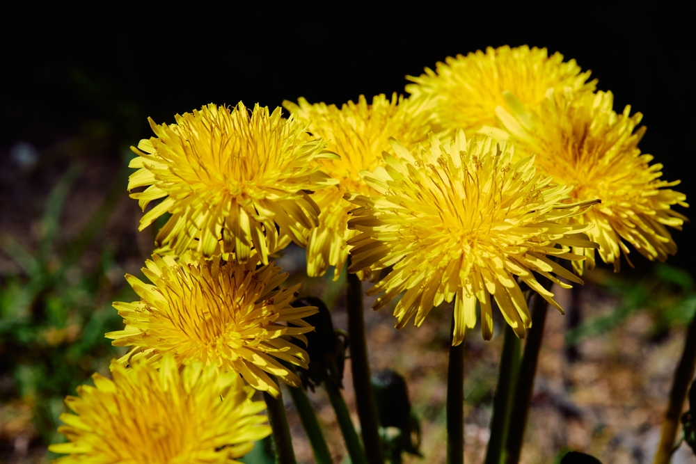 Language of Flowers