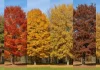 Collage of autumn trees showing red, gold, and brown leaves