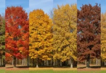 Collage of autumn trees showing red, gold, and brown leaves