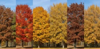 Collage of autumn trees showing red, gold, and brown leaves